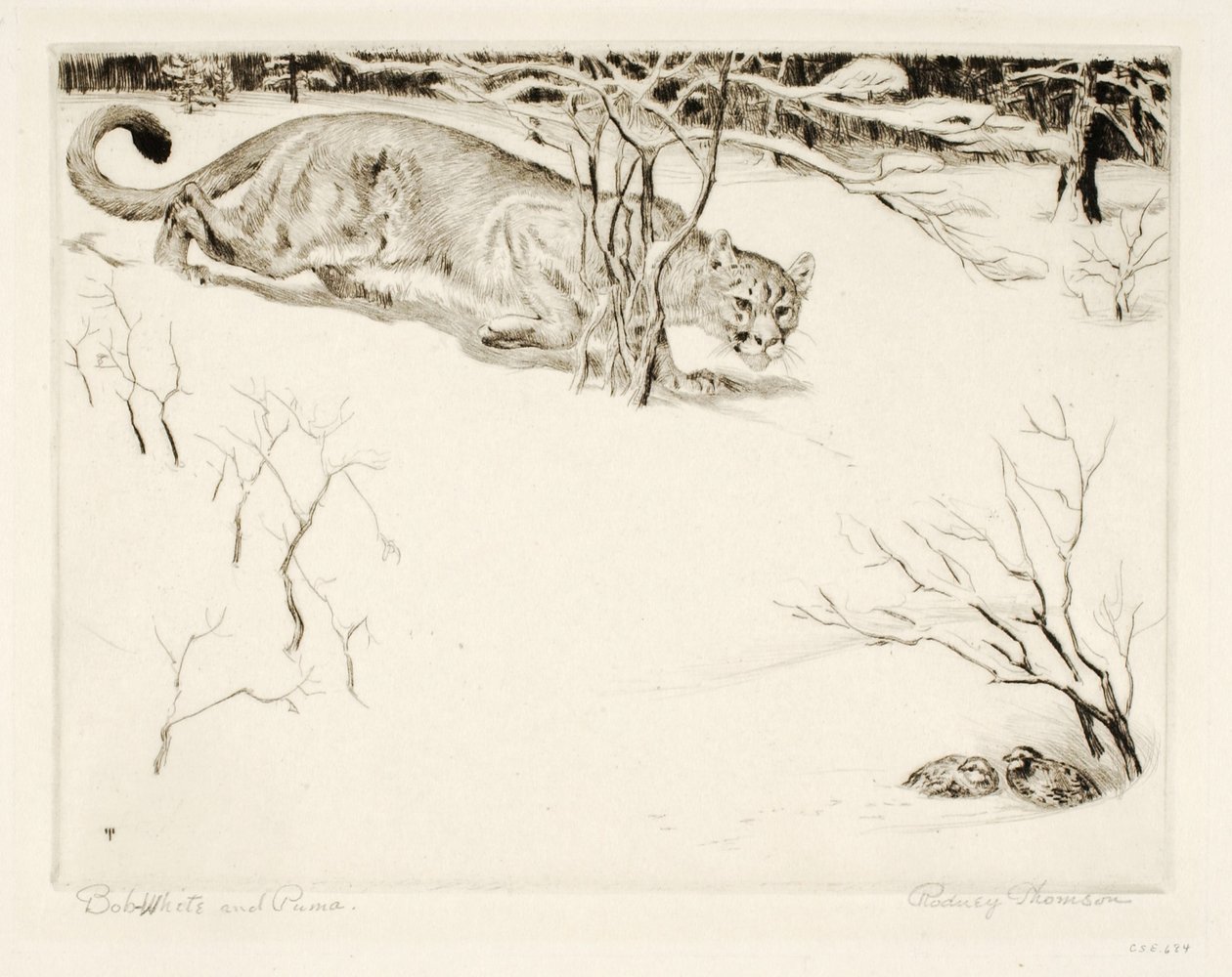 Bob-bílý a Puma od Rodney Thomson