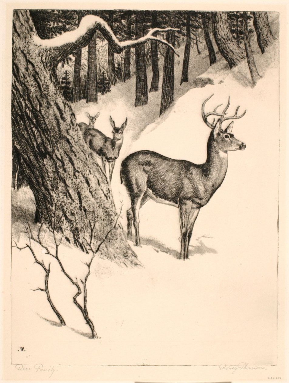 Rodina jelenů od Rodney Thomson
