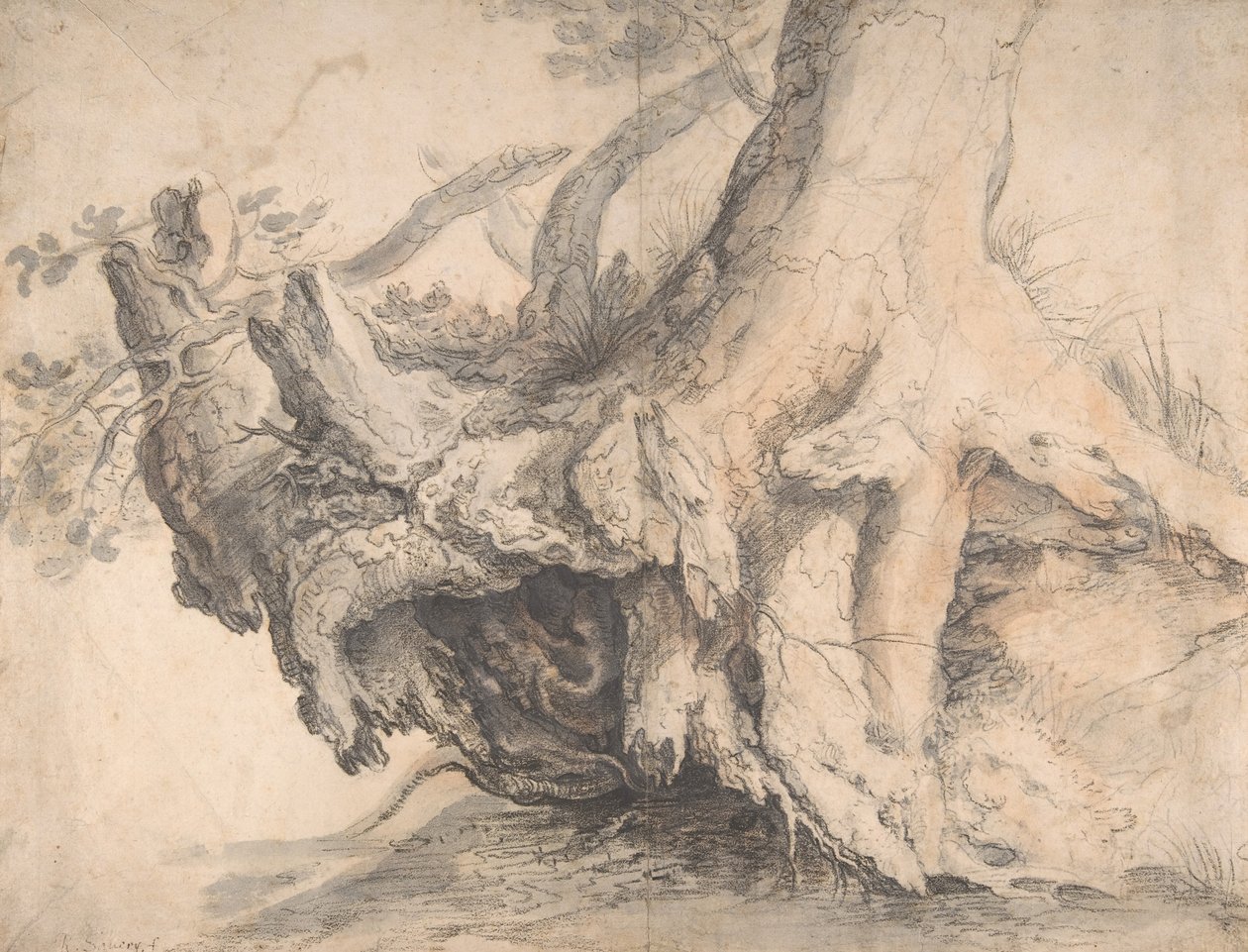 Studie stromu, ca. 1606-7. od Roelandt Savery