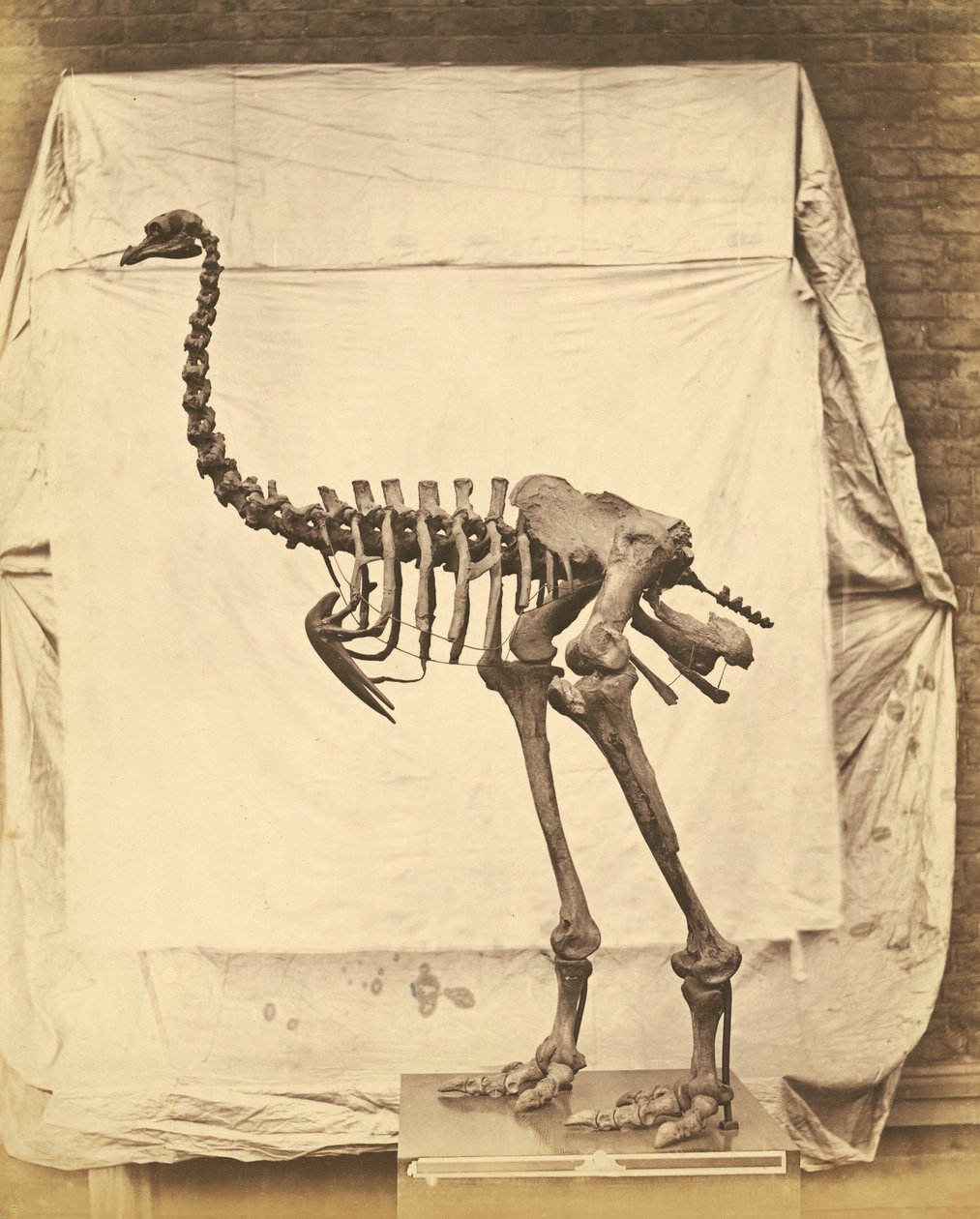 Dinornis Elephantopus Dinosaurus od Roger Fenton