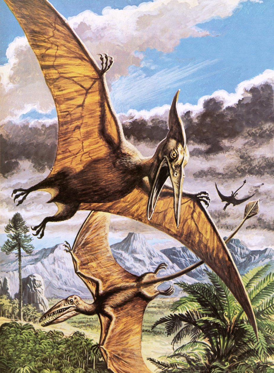 Pteranodon (nahoře) a Rhamphorhynchus (dole) od Roger Payne