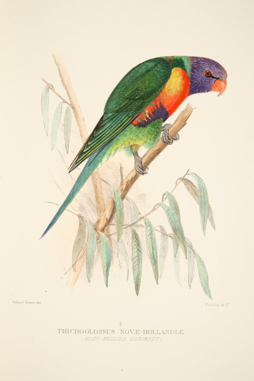 Blue Bellied Lorikeet, hospoda. 1916 ručně kolorovaná rytina. od Roland Green