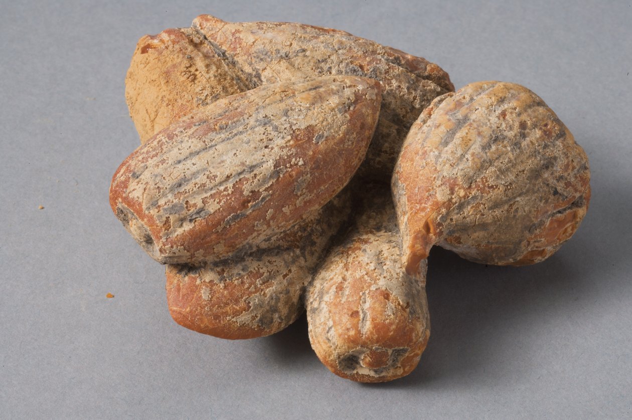 Fíky a mandle (helénistický jantar) od Roman Period Egyptian