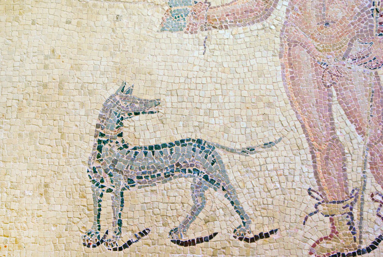 Hippolytus a Phaedra, detail Hippolytova psa, Dům Dionýsů, Paphos, Kyperská mozaika od Roman