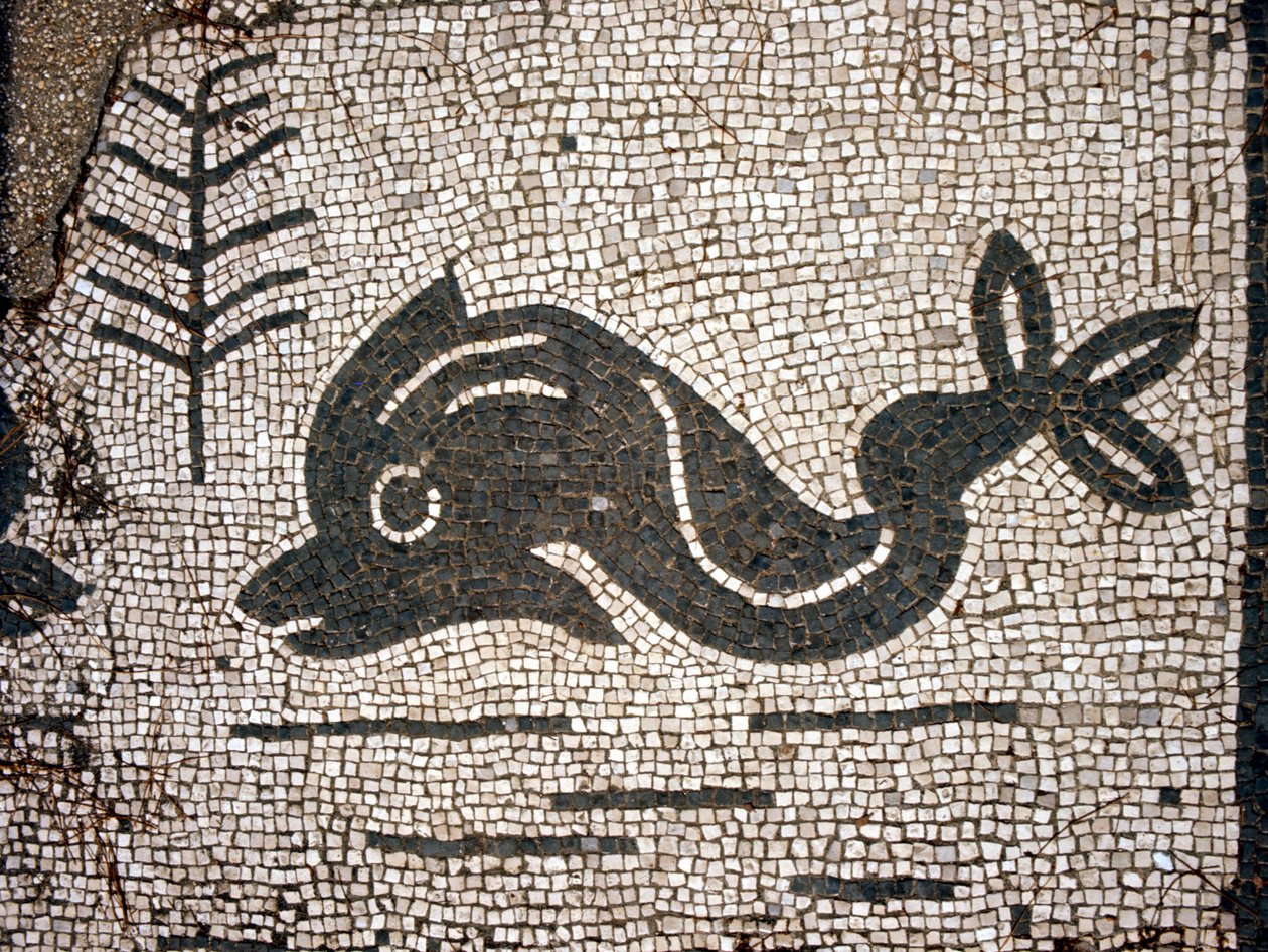 Znázornění delfína po mozaice na náměstí Corporazioni z Ostie (Ostia) antica. od Roman