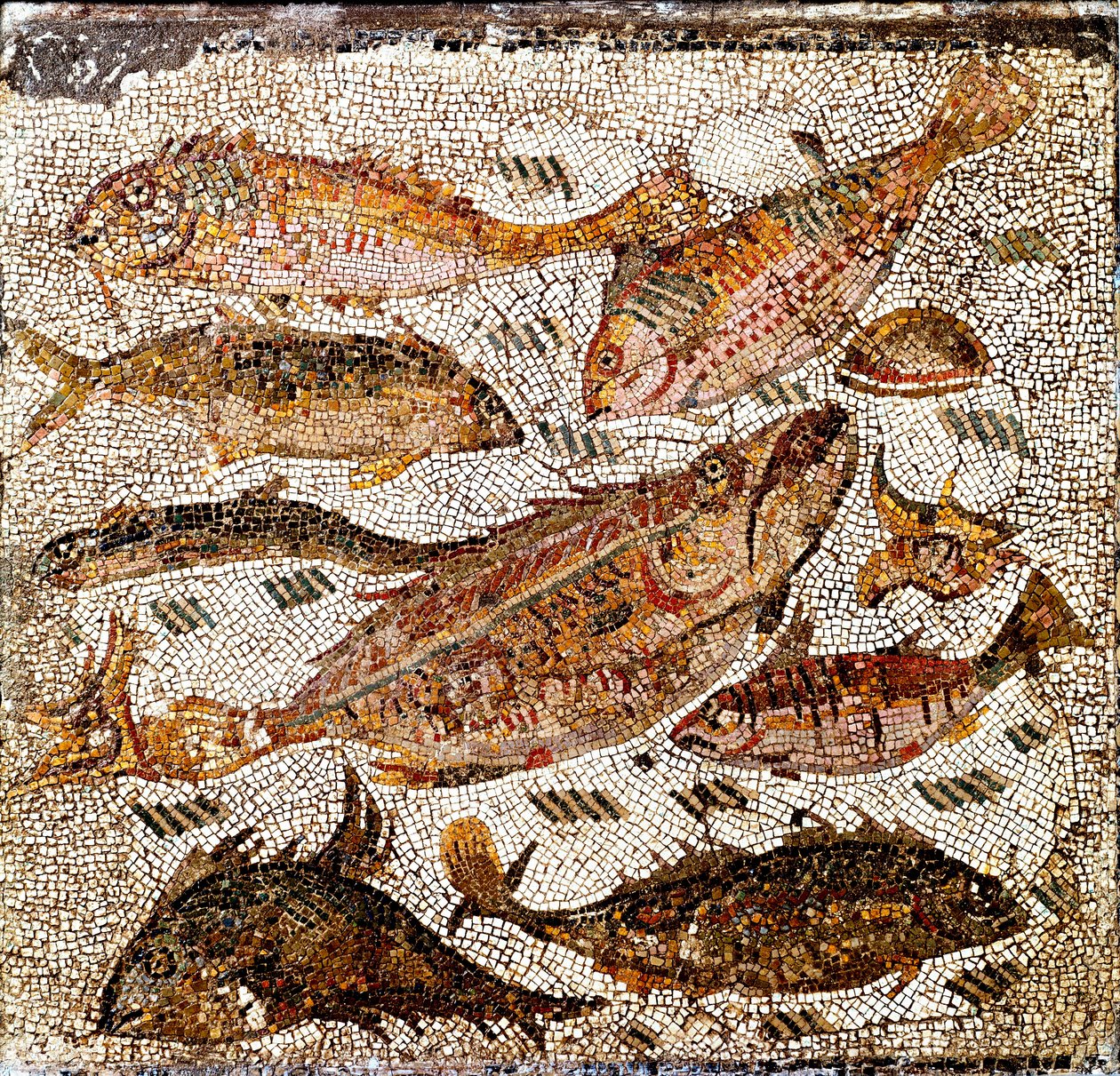 Římské umění: mozaika představující ryby. 1. nebo 2. století našeho letopočtu. Z Villa dei Settimii na Via Cassia. Řím, Museo Nazionale Romano - Římské umění: mozaika zobrazující ryby. 1. nebo 2. století našeho letopočtu. Z Villa dei Settimii, Via Cassia.  od Roman
