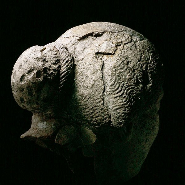 Zadní pohled na hlavu ženy, 2. nebo 3. století našeho letopočtu (omítka) (viz také 270971-973) od Roman Period Egyptian