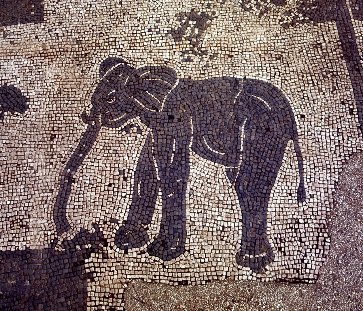 Starověká Ostia (Ostia). Place des Corporations. Mozaika Sabratha Seafarers Corporation. od Roman Roman