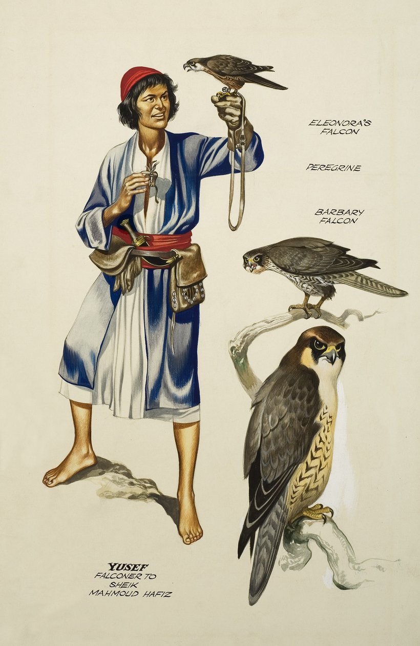 Yusef, Falconer šejku Mahmoudu Hafizovi (kvaš na papíře) od Ron Embleton