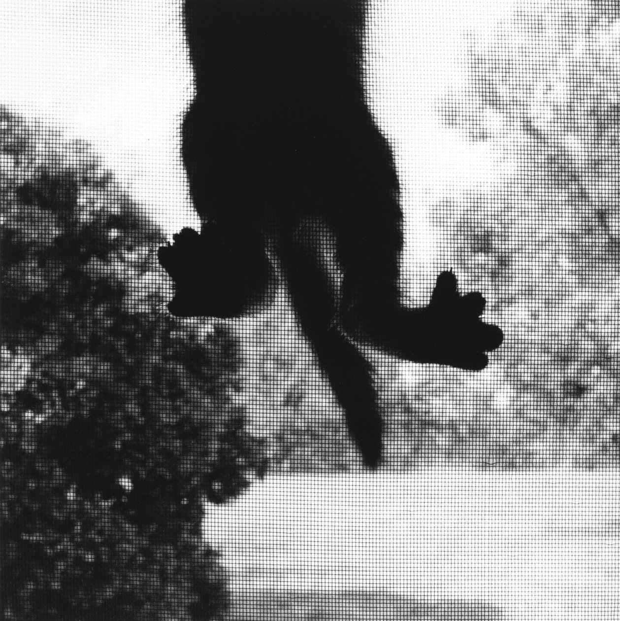 Lezení Cat od Ron Evans