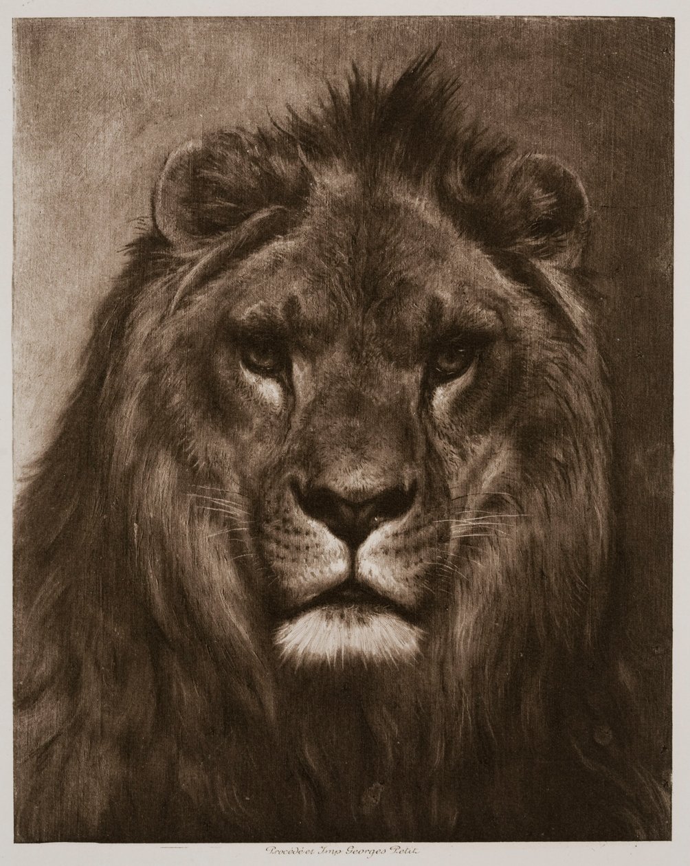 Lev od Rosa Bonheur