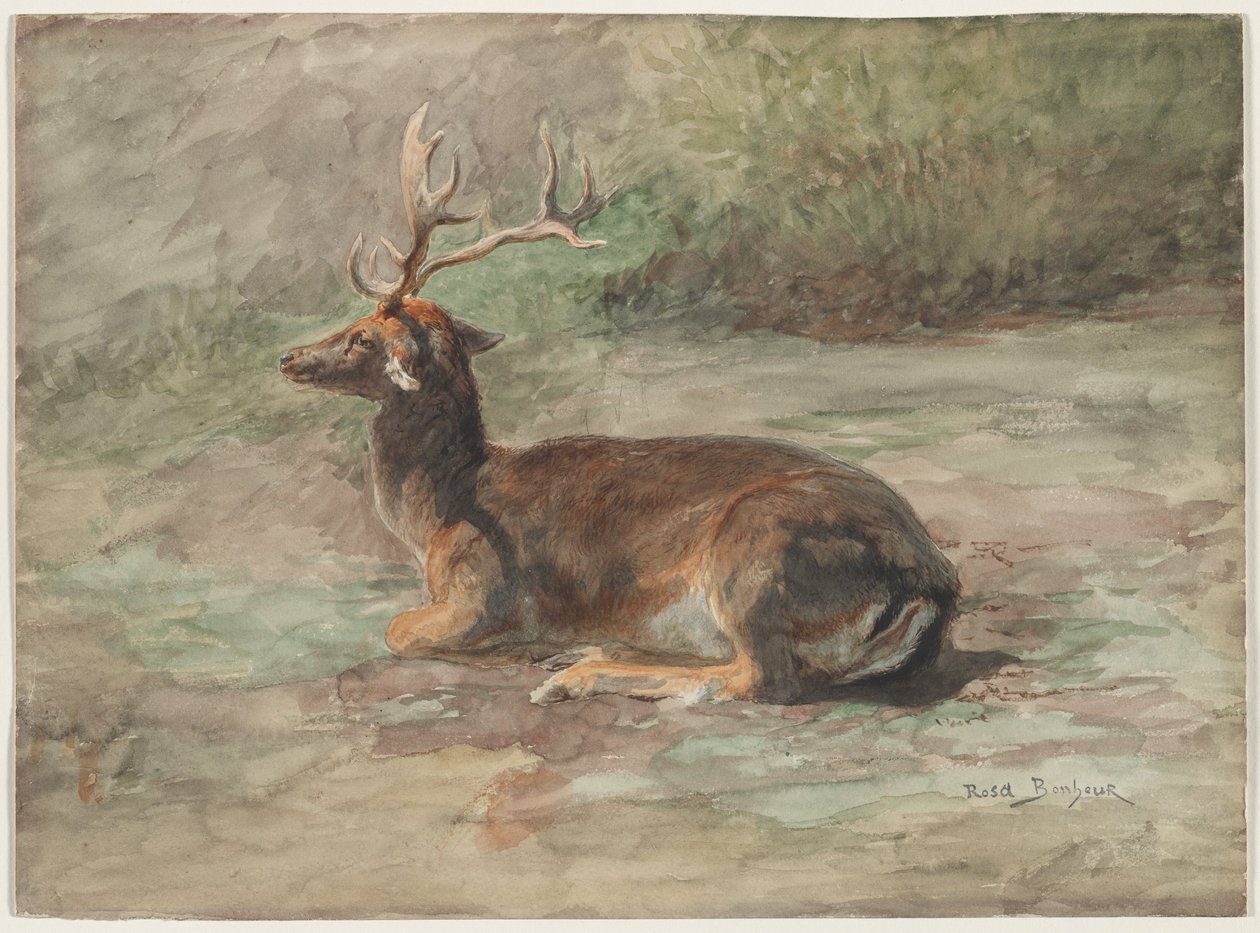 Ležící jelen, druhá polovina 19. století (akvarel a kvaš nad grafitem) od Rosa Bonheur