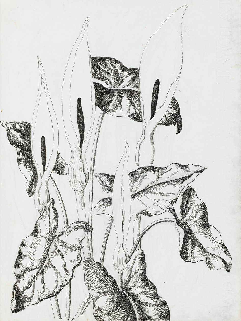 Arum lilie od Rosalie Brill