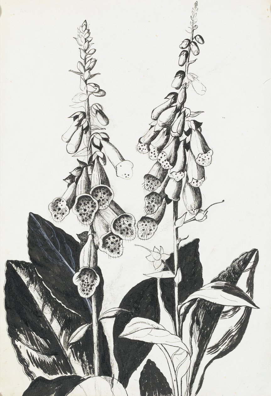 Náprstníky od Rosalie Brill