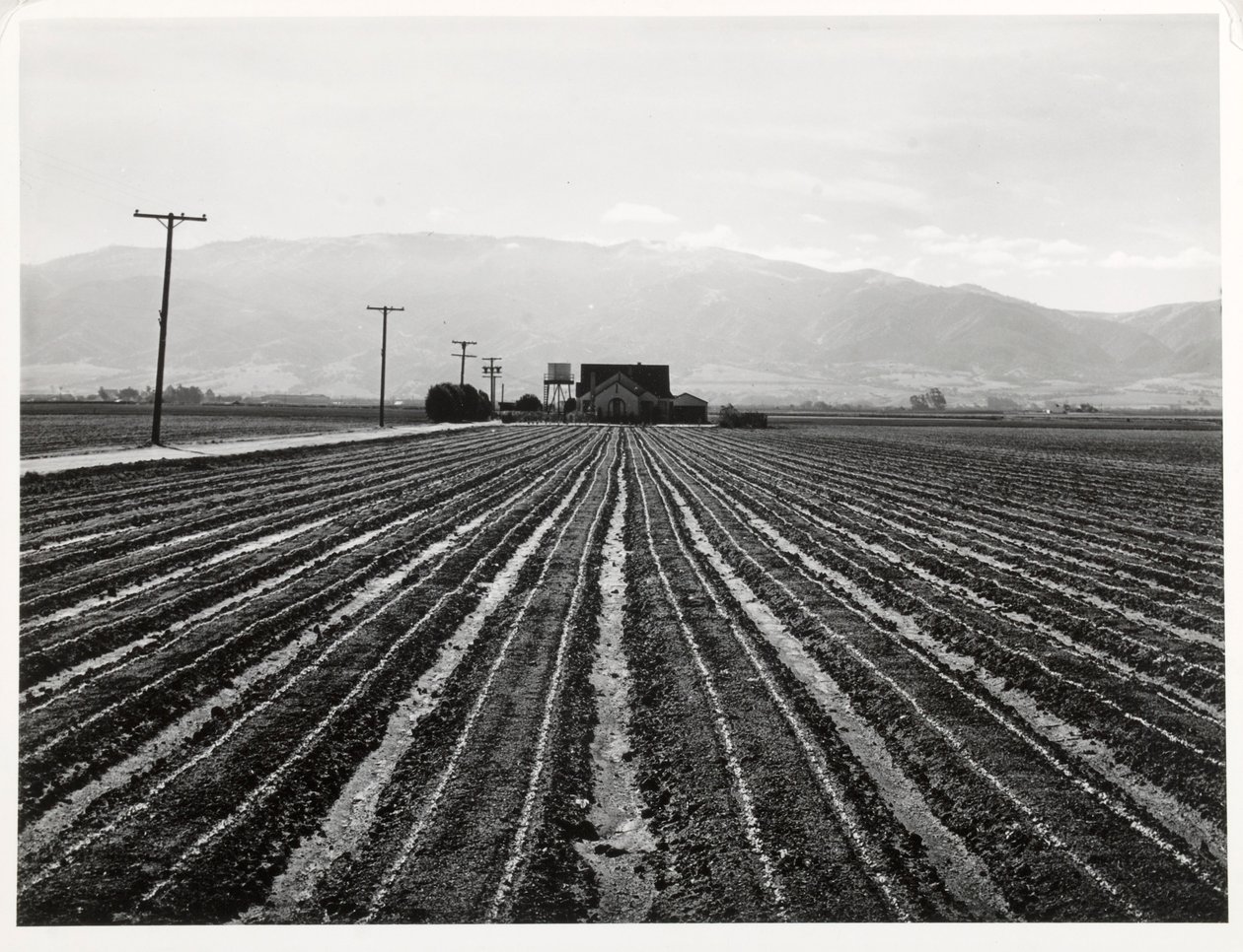 Mladý salát, Salinas, Kalifornie od Russell Lee