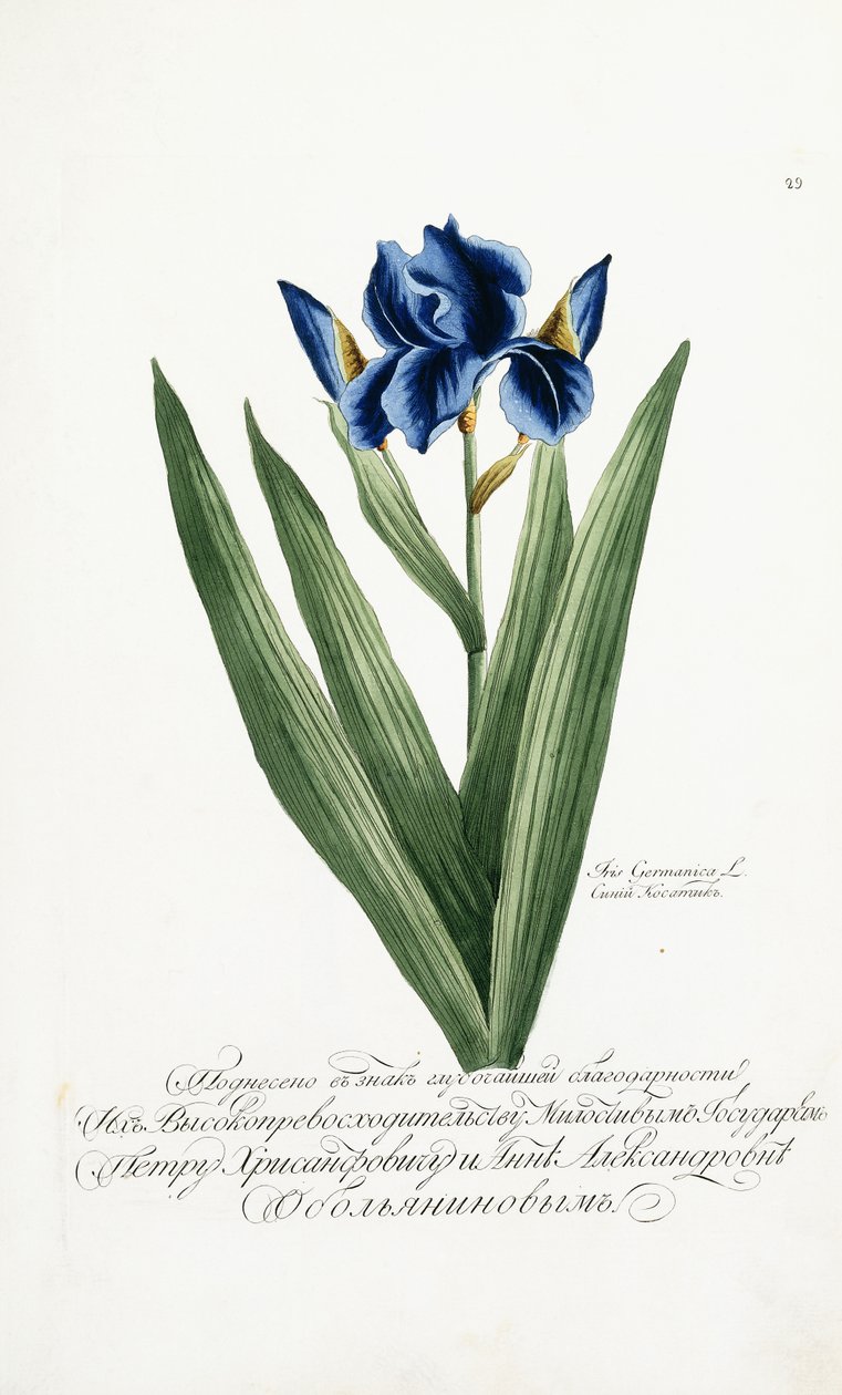 Iris Germanica, 1797-1803 od Russian School