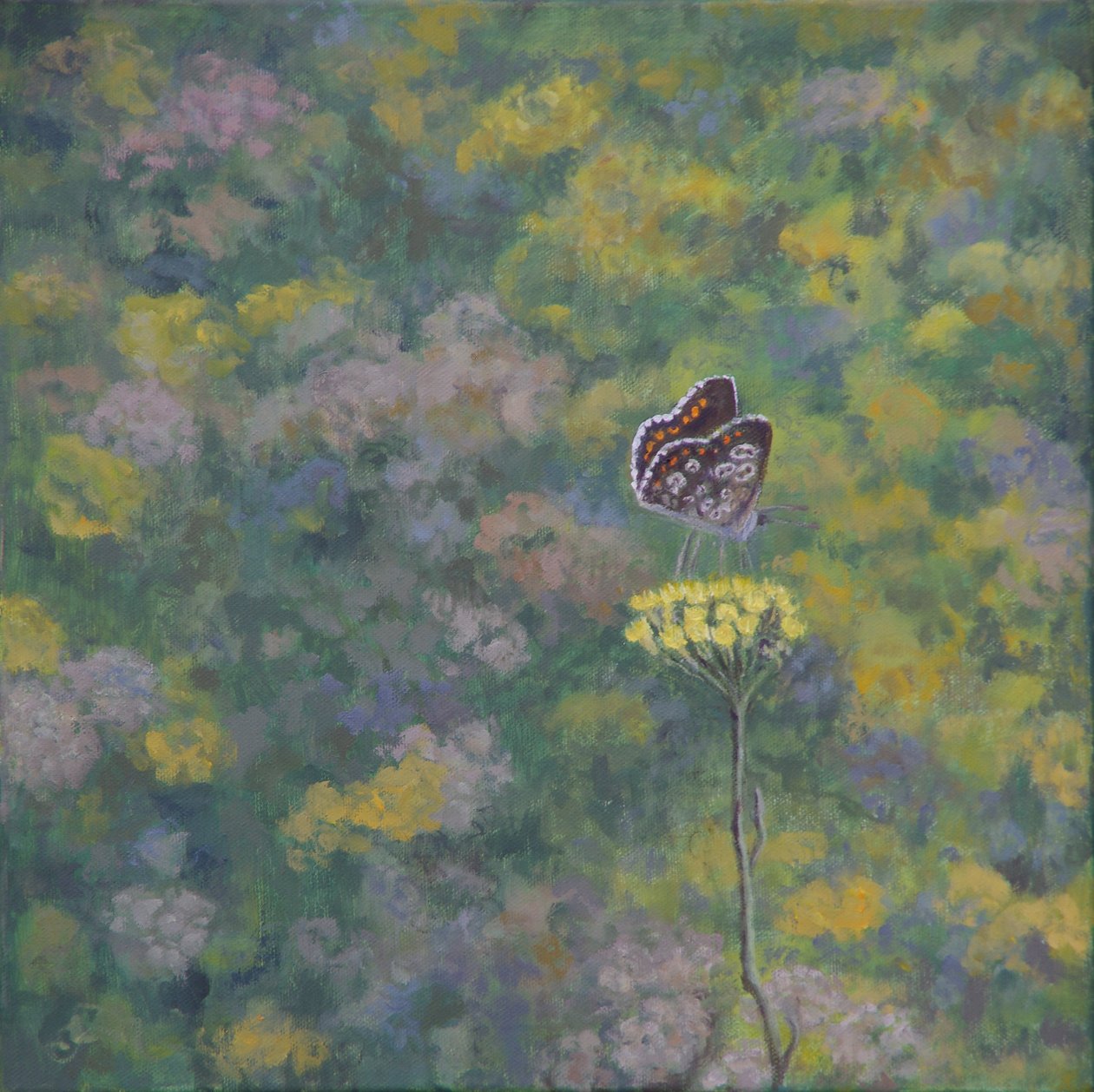 Brown Argus (po fotografii Sara Crow) od Ruth Addinall