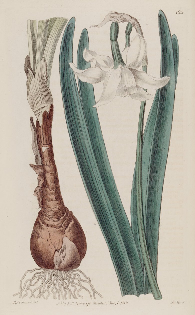 Narcissus × poculiformis, jako Narcissus montanus od S. Edwards