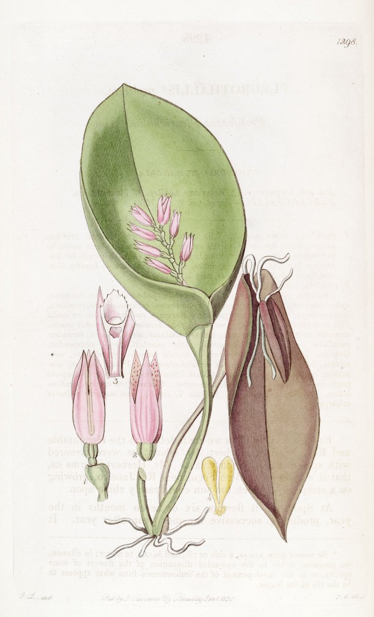 Acianthera prolifera (jako syn. Pleurothallis prolifera) od S. Watts