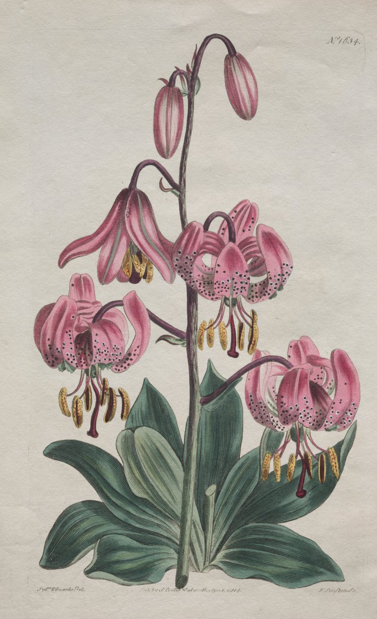Botanický časopis nebo květinová zahrada zobrazeny: Martagon hladkostopý, lilie turecká od S. Curtis