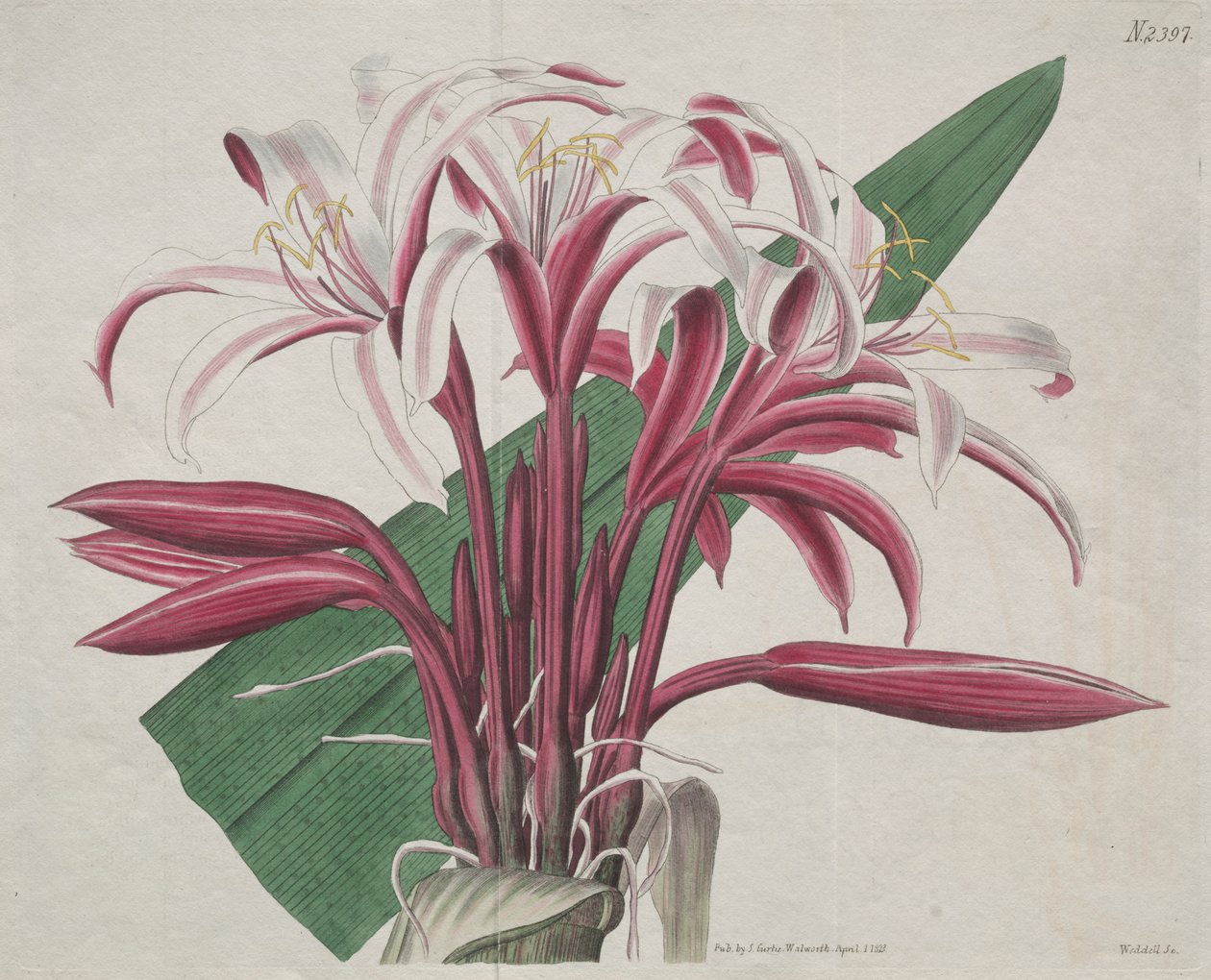 Botanický časopis nebo Květná zahrada zobrazeny: Majestátní Crinum od S. Curtis