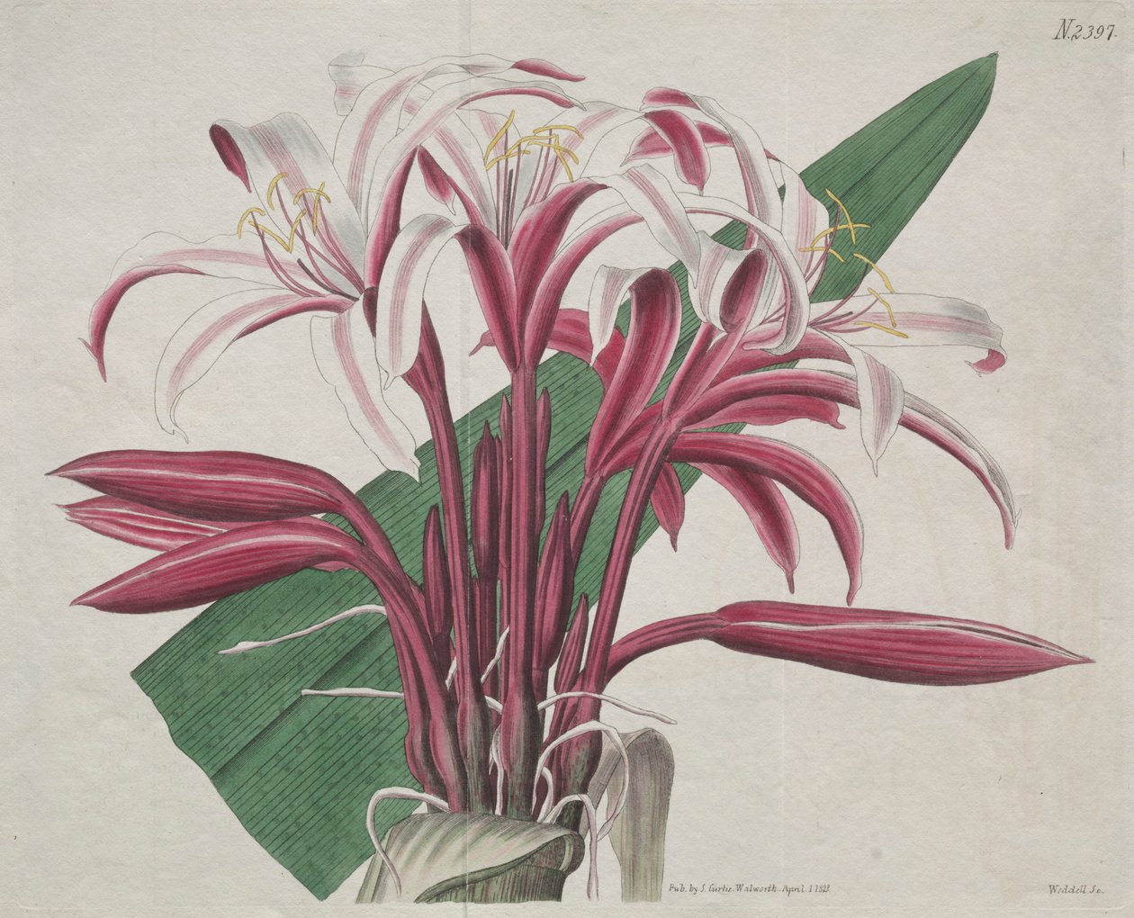 Botanický časopis nebo květinová zahrada zobrazena: Majestátní Crinum, 1823. od S. Curtis
