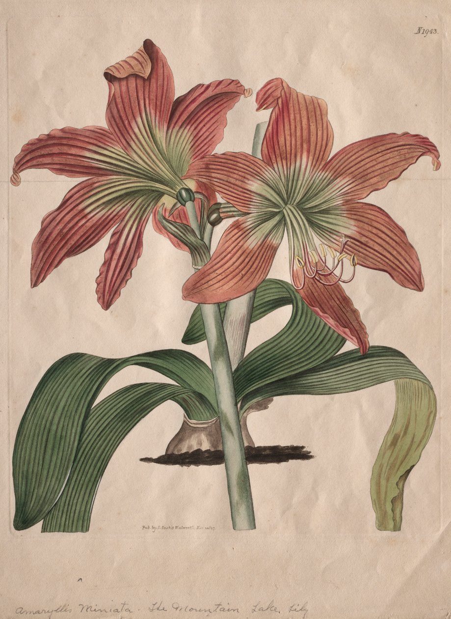 Botanický časopis nebo květinová zahrada zobrazen: The Mountain Lake Lily, 1827. od S. Curtis