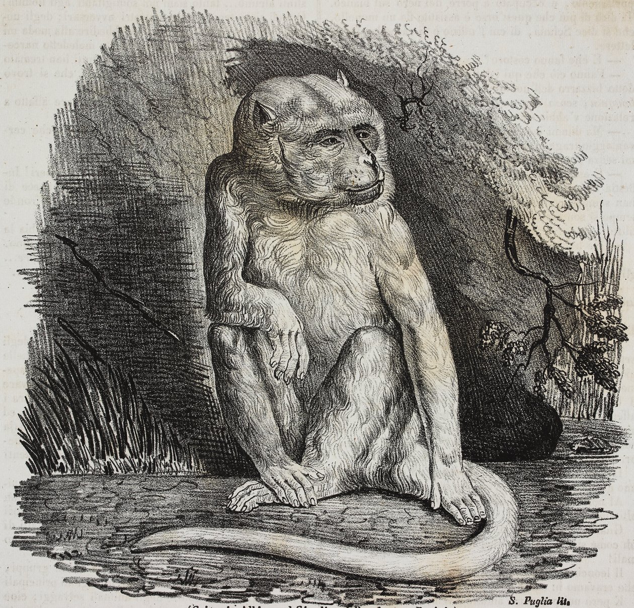 Albino opice v Jardin des Plantes, pařížská botanická zahrada, Francie, litografie Salvatore Puglia z Poliorama Pittoresco, n 23, 14. ledna od Salvatore Puglia
