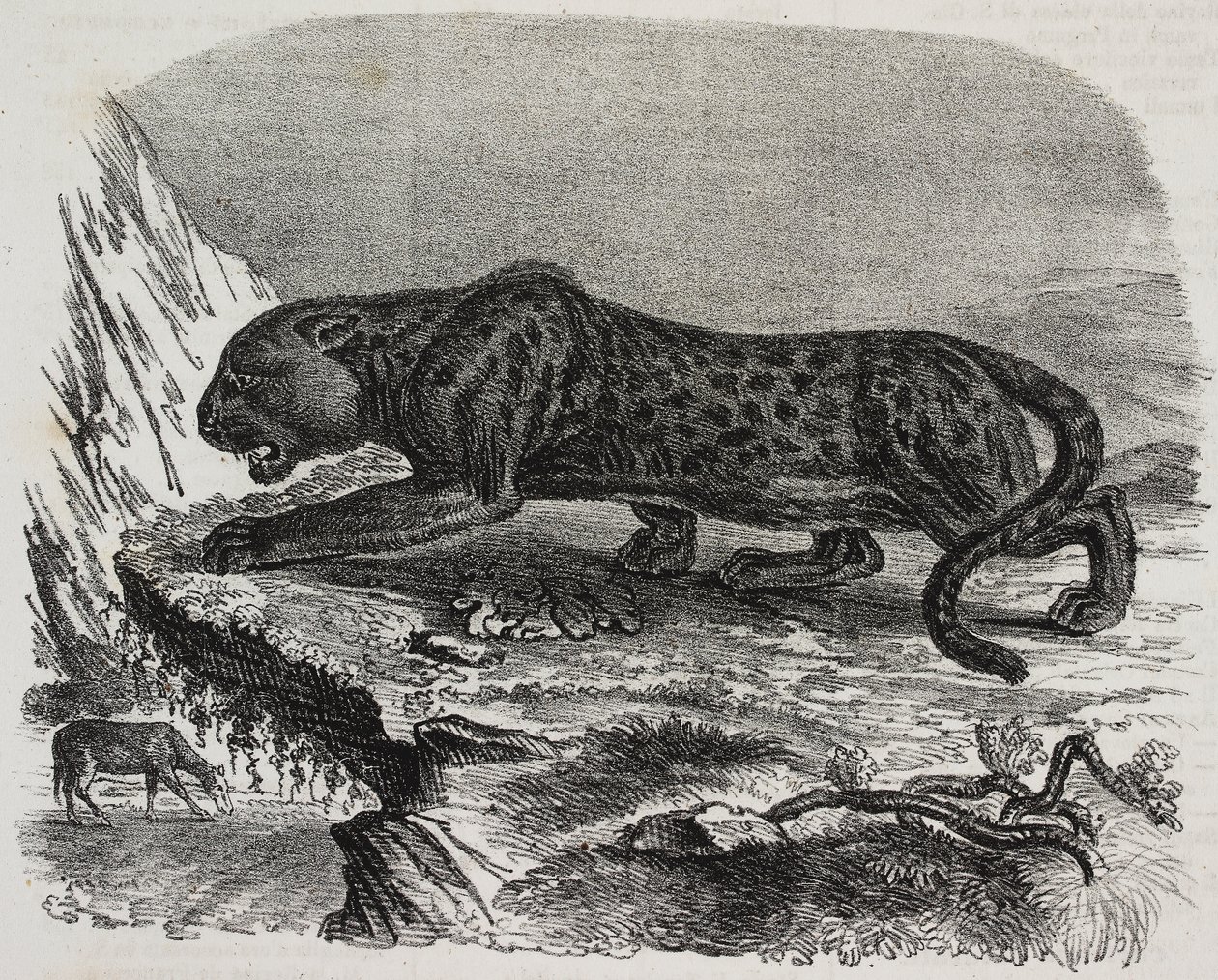 Black Panther v Jardin des Plantes, pařížská botanická zahrada, Francie, litografie Salvatore Puglia z Poliorama Pittoresco, n 26, 4. února od Salvatore Puglia