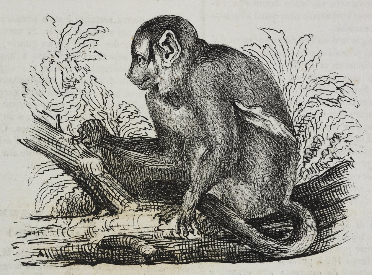 Noční opice douroucoulis (Aotus trivirgatus), litografie Salvatore Puglia z Poliorama Pittoresco, č. 46, 25. června od Salvatore Puglia