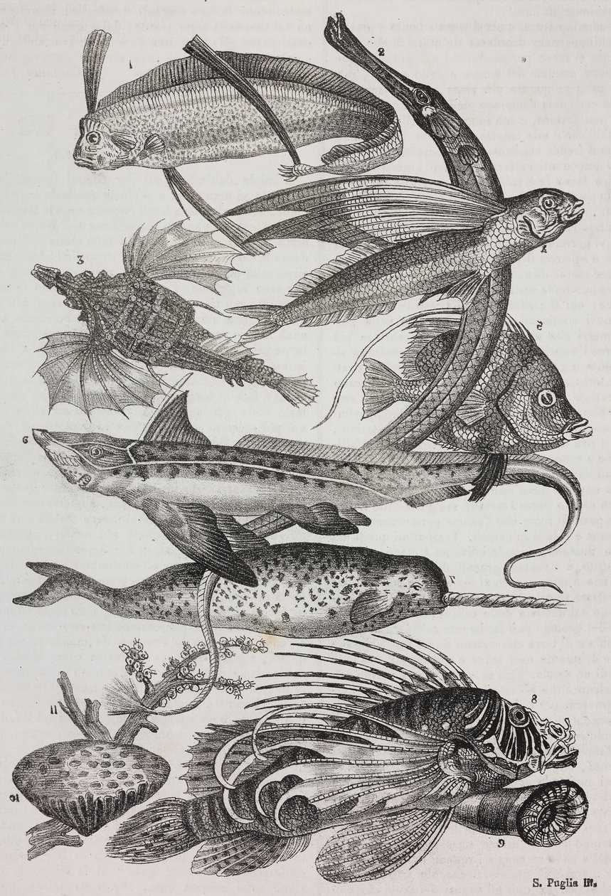 Merieläimet: 1 Dattiloftera, 2 Syngnathus, 3 Pegasus, 4 Trachypterus, 5 Chaetodon, 6 Kanikala, 7 Yksisarvinen (narvala), 8 Lentävää Pteroidia, 9 Attinia od Salvatore Puglia