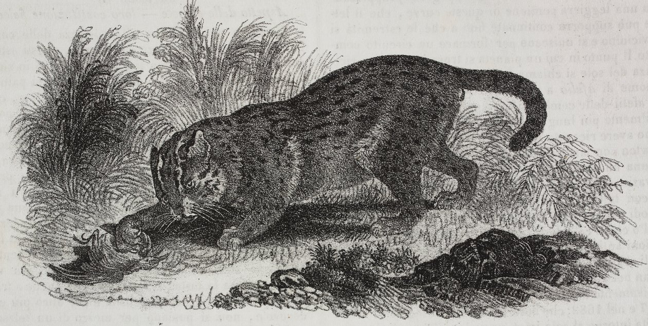Sumatran kissa, litografia Salvatore Puglia, Poliorama Pittoresco, n:o 47, 1. heinäkuuta od Salvatore Puglia