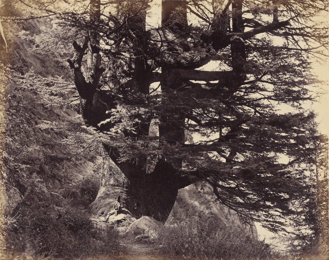 (Simla- Velký Deodar, 42 stop v obvodu) od Samuel Bourne
