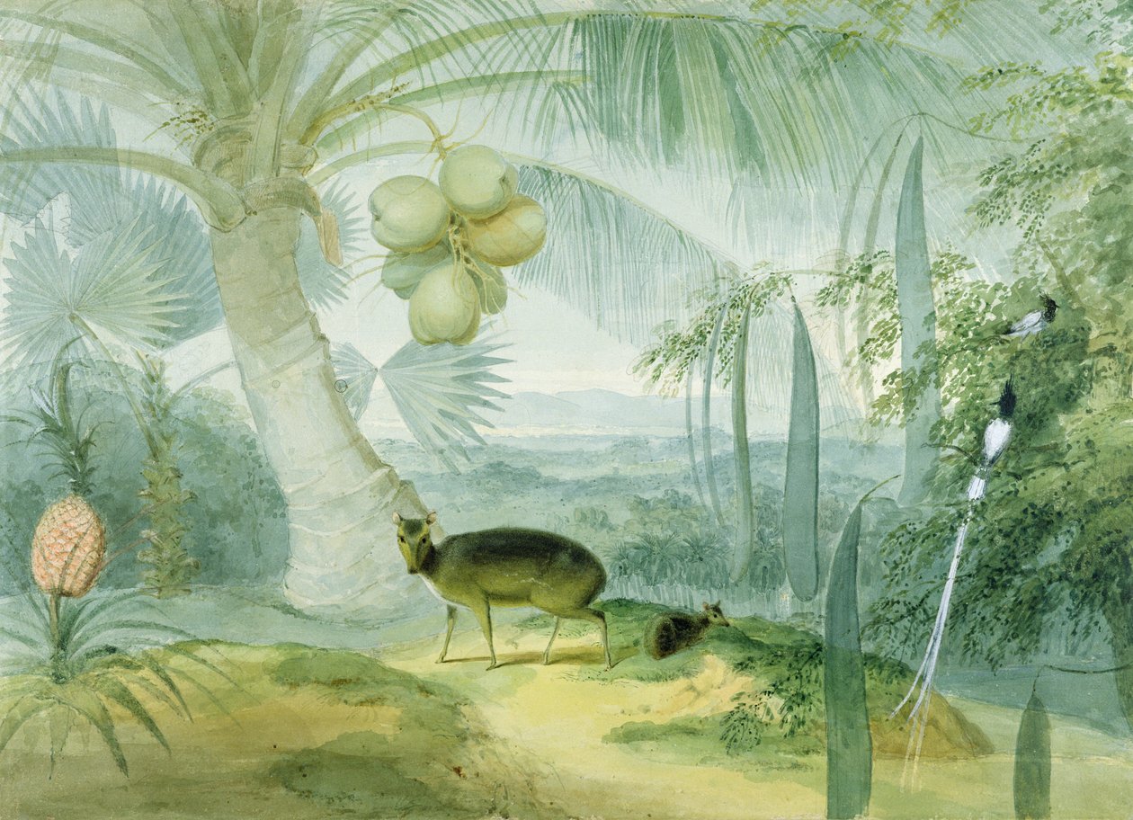 Krajina na Cejlonu, se štěkajícím jelenem a kolouchem a párem rajských mušek, kolem 1808-11 od Samuel Daniell