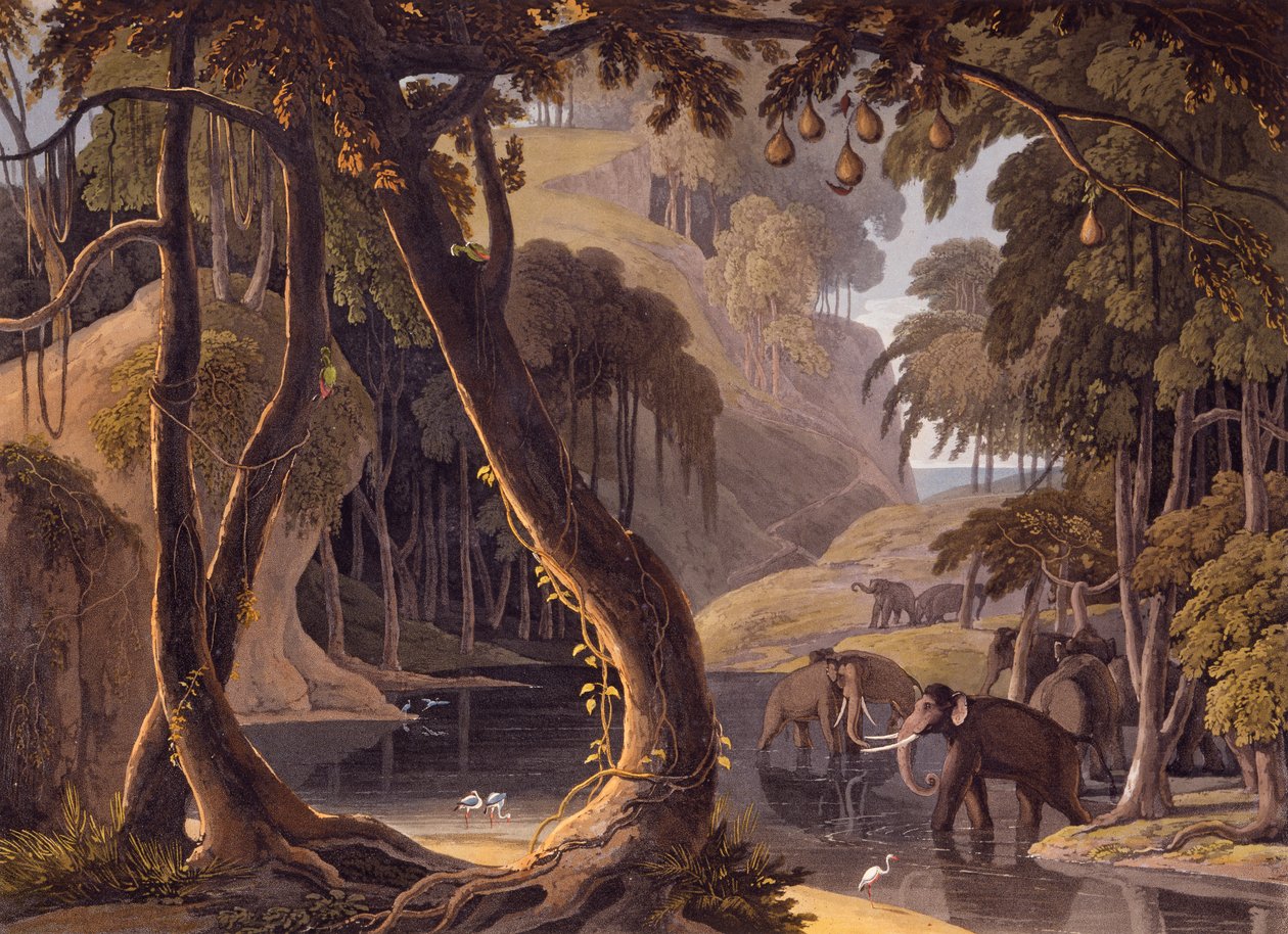 Scéna v Tsitsikammě – sloni s volavkami u bazénu, z „Africké scenérie a zvířata“, 1804-05 od Samuel Daniell