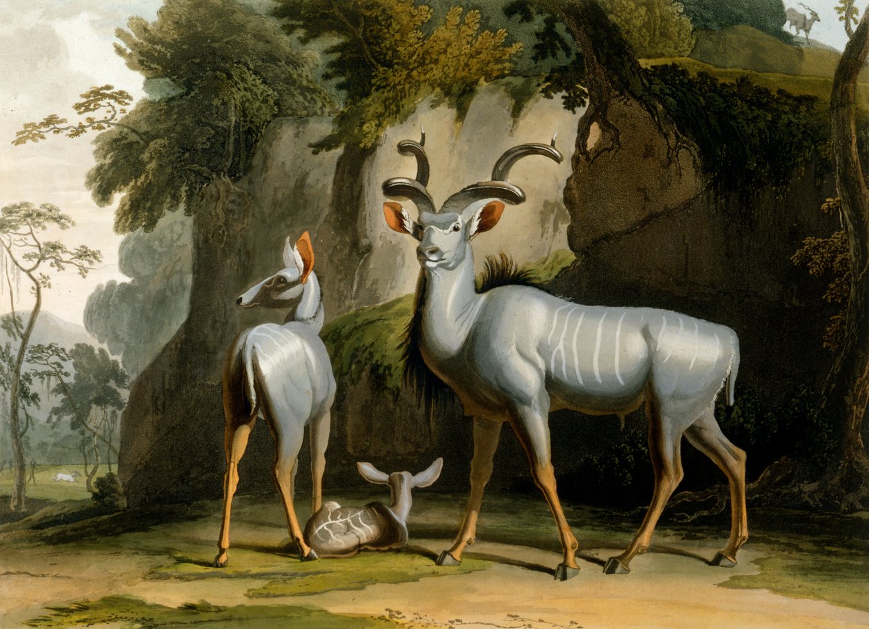 The Koodoo, 1804 od Samuel Daniell