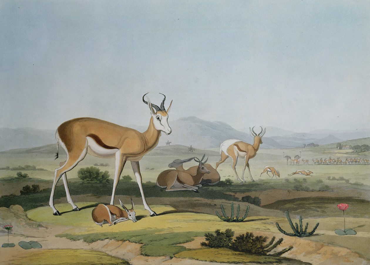 Antilopa jarní neboli antilopa skákavá, deska 18 z knihy "Africké scenérie a zvířata", rytina autora, 1805 (kolorovaná akvatinta) od Samuel Daniell