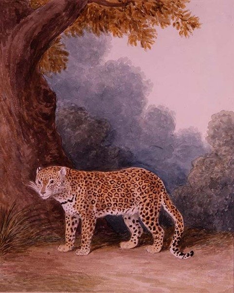 Leopard (wc na papíře) (viz také 113159) od Samuel Howitt