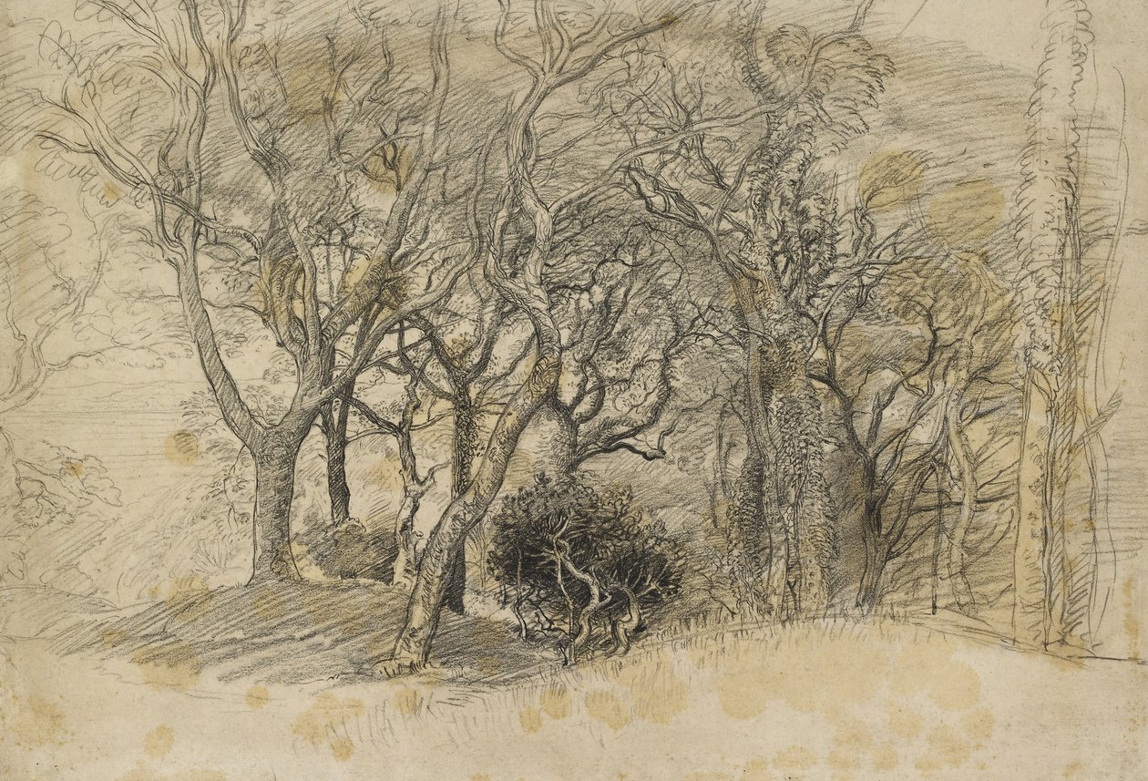 Study of Trees, Clovelly Park, 1834 (černá křída na světle našedlém papíře) od Samuel Palmer