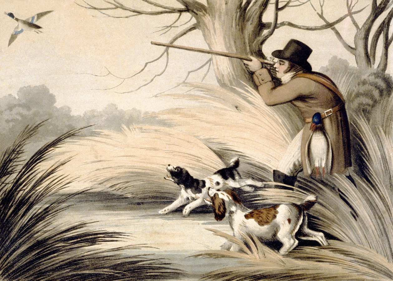 Shooting Duck, rytina H. Merke, kolem 1809 (barevné lito) od Samuel (after) Howitt