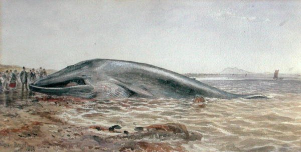 Velryba Aberlady, Longriddy Bay od Samuel Bough