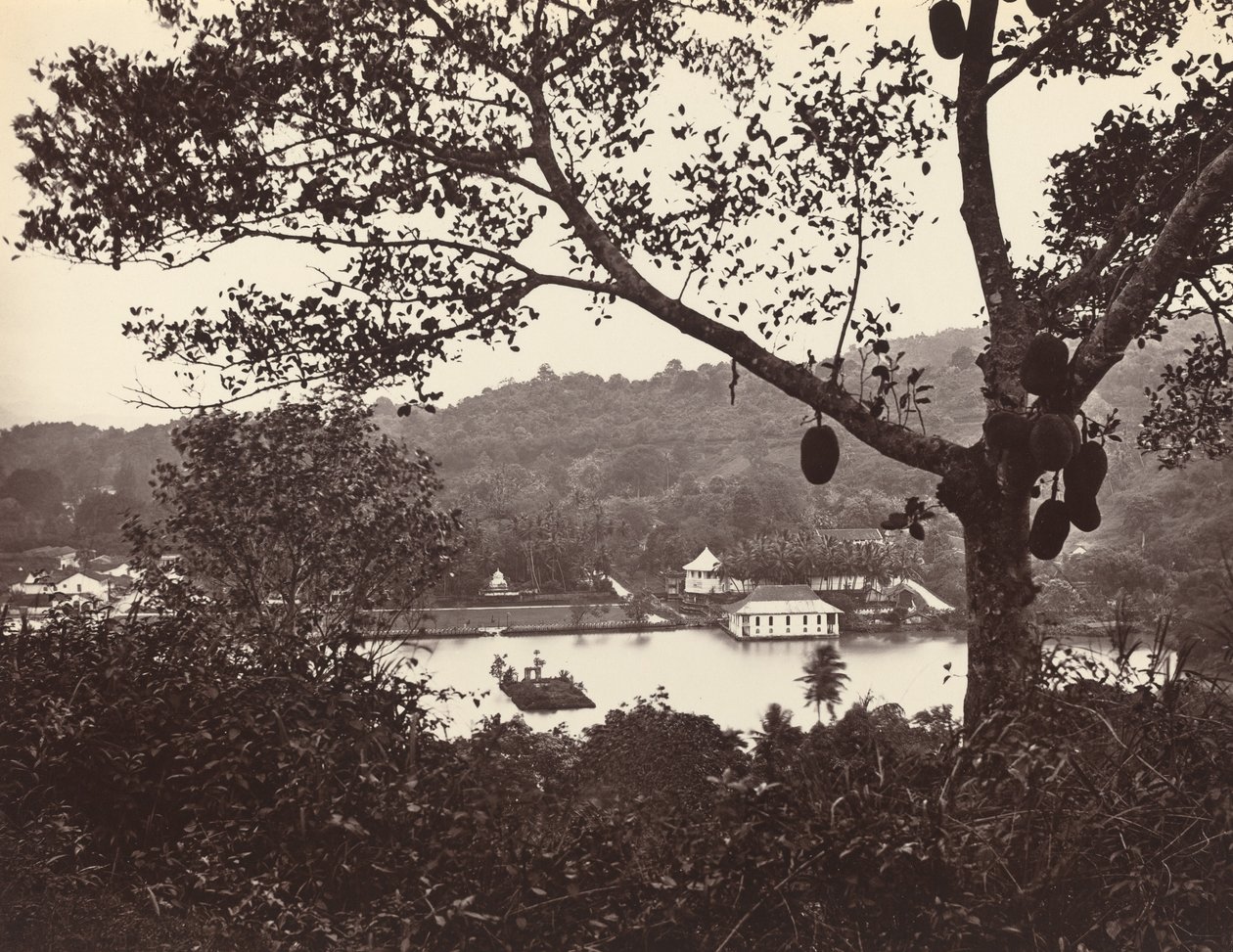 Pohled z Upper Lake Road ukazuje chrám a ostrov s parkem - ovocný strom v popředí od Samuel Bourne