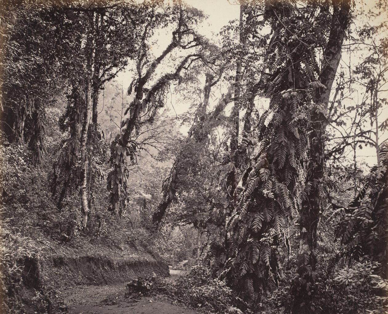 Darjeeling, lesní scéna s popínavými rostlinami, s Tukvarskou silnicí od Samuel Bourne