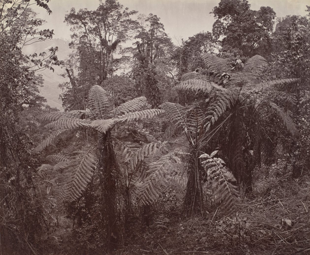 Darjeeling, skupina stromových kapradin v Lebongu od Samuel Bourne