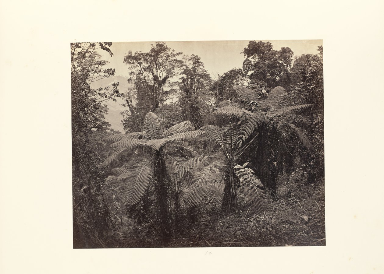 Darjeeling; Skupina stromových kapradin v Lebongu od Samuel Bourne