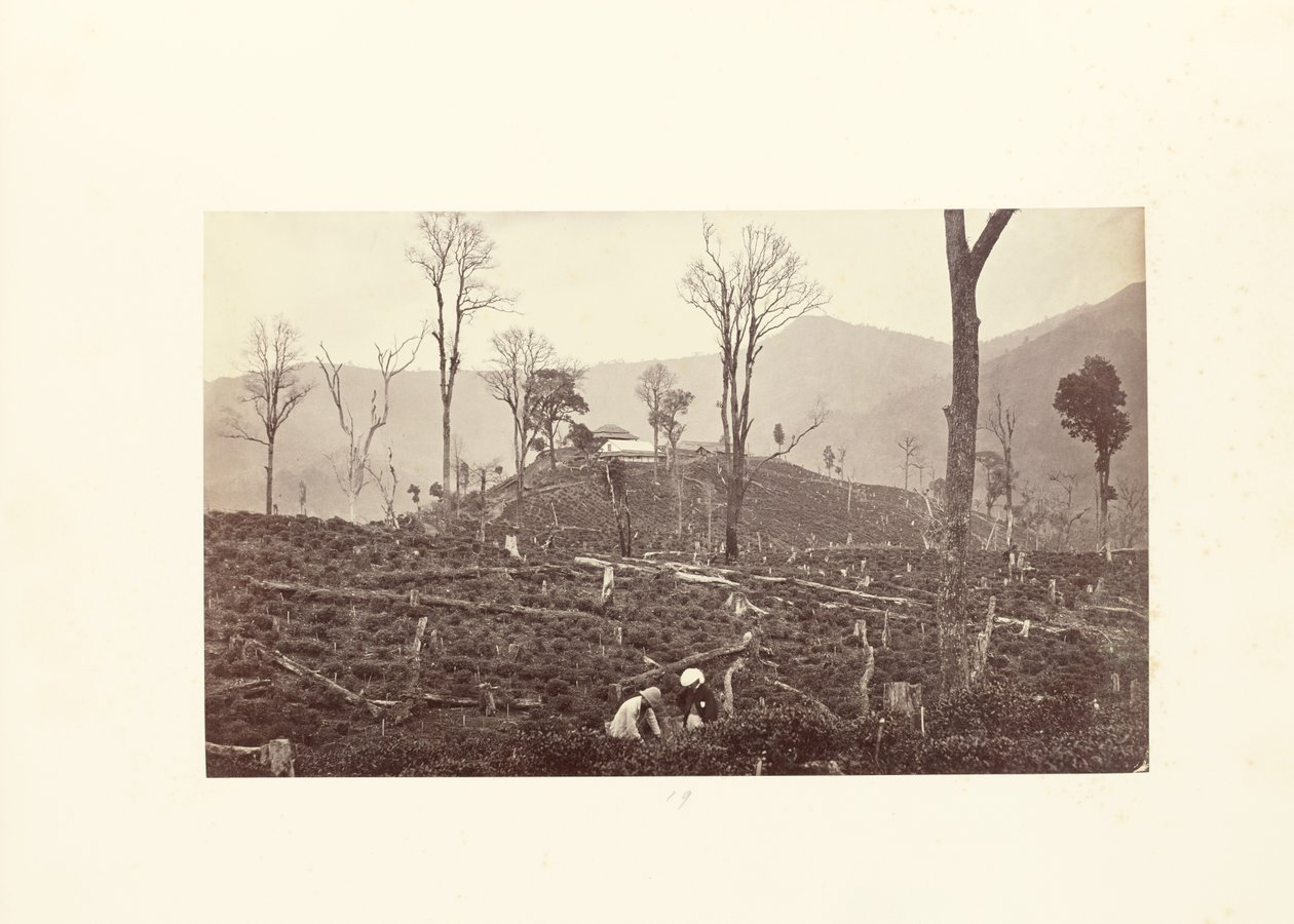 Darjeeling; Pohled na čajovou plantáž Selim s horní továrnou a bungalovem od Samuel Bourne