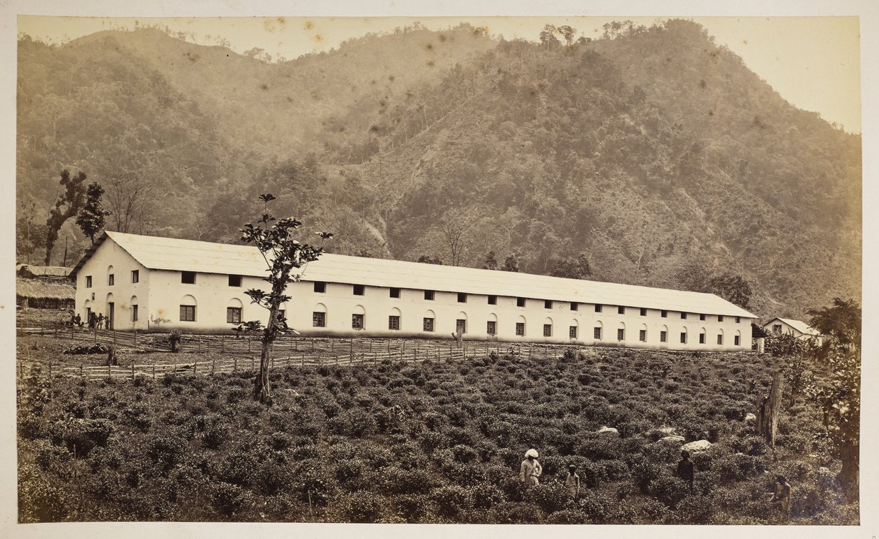 Selim Tea Estate, Darjeeling, nová továrna, nižší divize,  z 