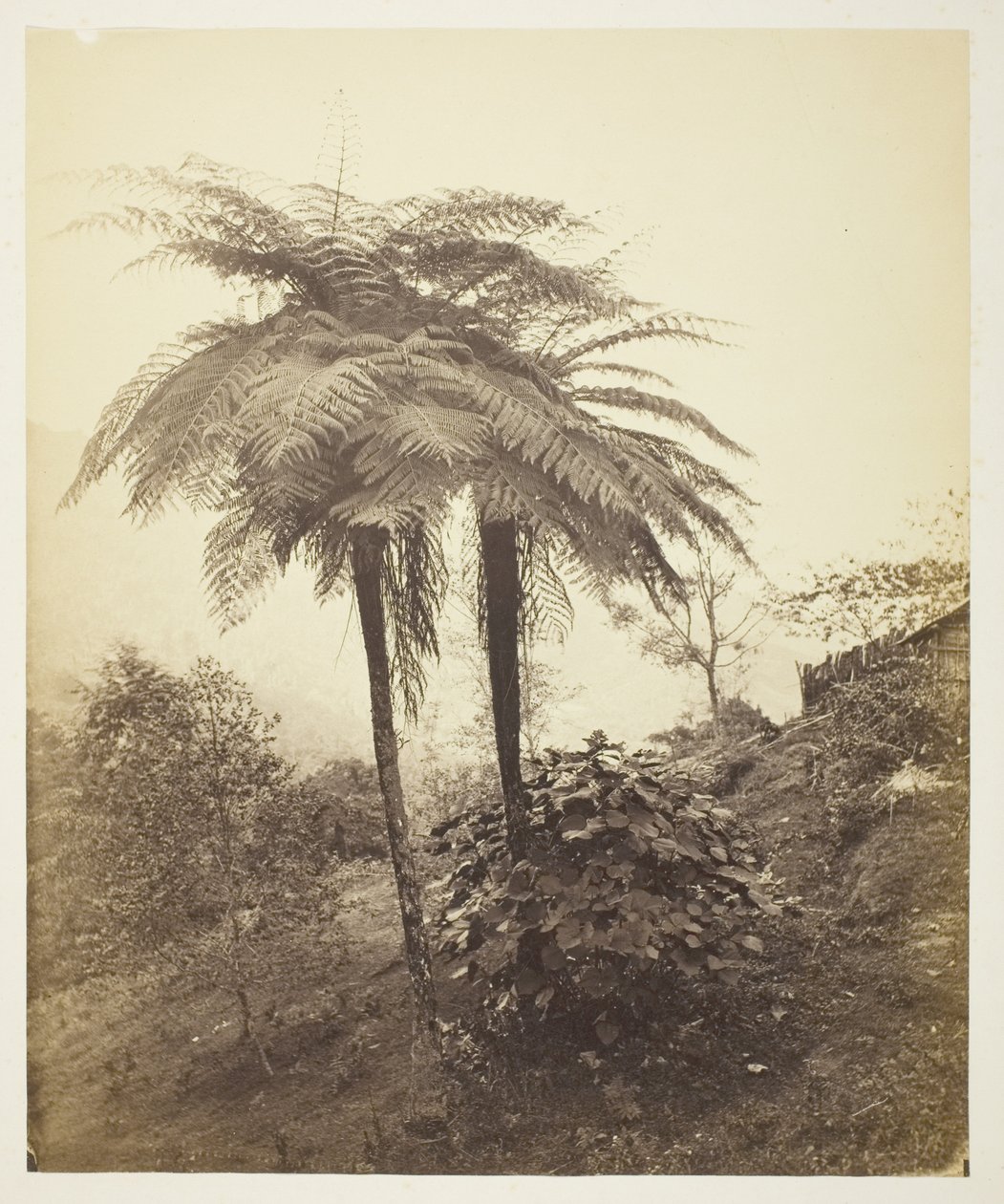 The Tree Fern, Photo Photo od Samuel Bourne