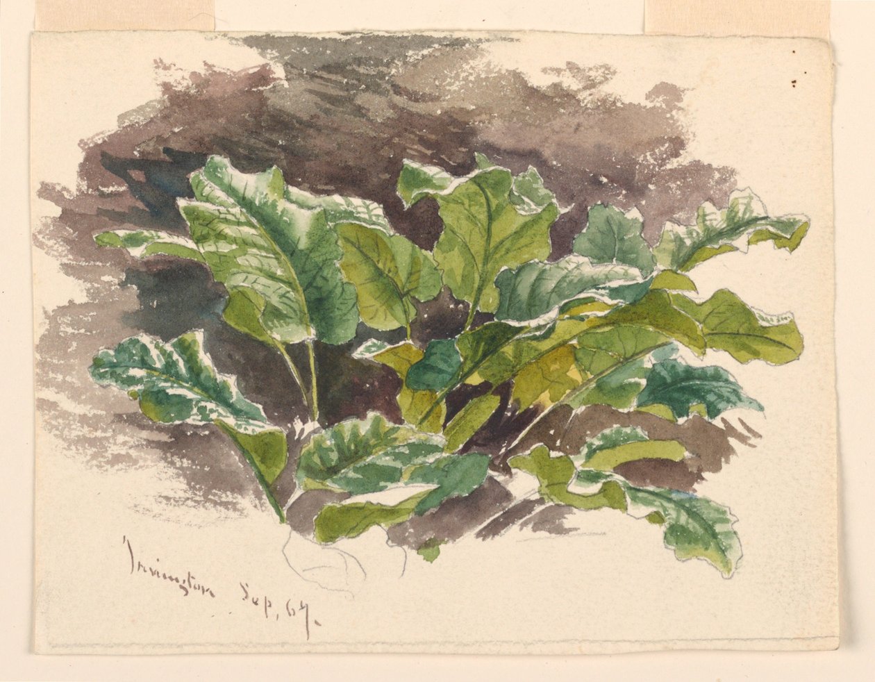 Botanická studie od Samuel Colman