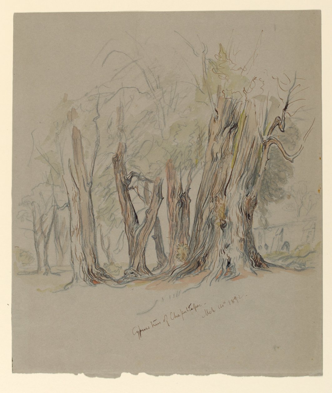 Cypřiše z Chapultepec, Mexiko od Samuel Colman